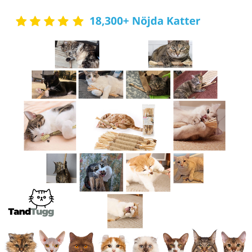Tandtugg™ – Leksaken som tar hand om Mollys tänder, utan stress!